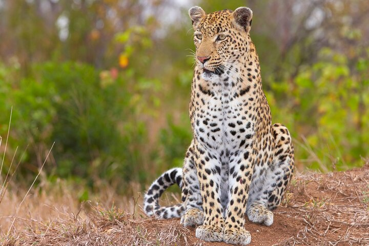 Aquila private safari